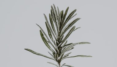 how to grow rosemary in a pot