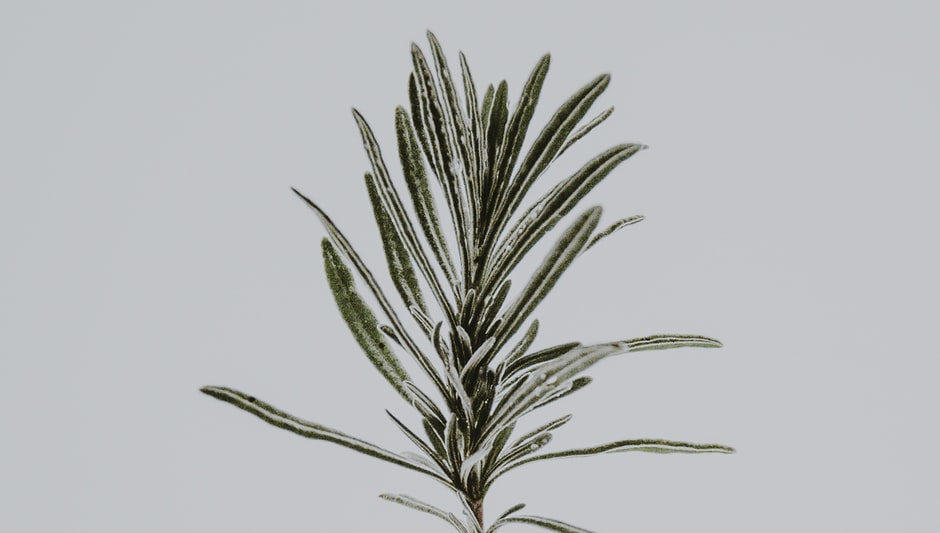 how to grow rosemary in a pot