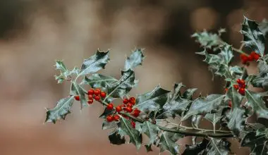 when is the best time to prune holly trees