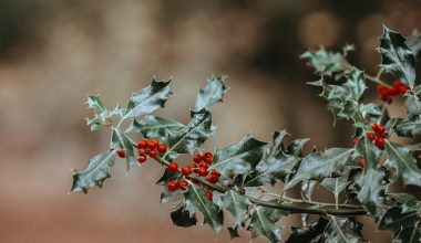 when is the best time to prune holly trees