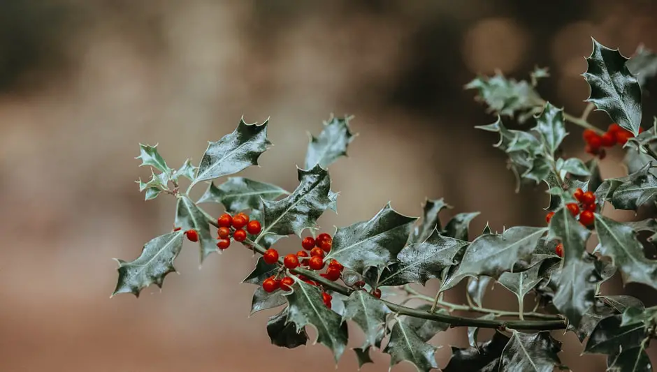 when is the best time to prune holly trees