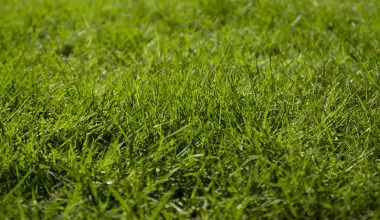 how often should a lawn be aerated