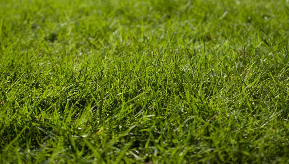 how often should a lawn be aerated