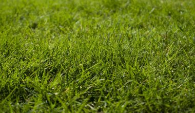 should i bag or mulch after overseeding