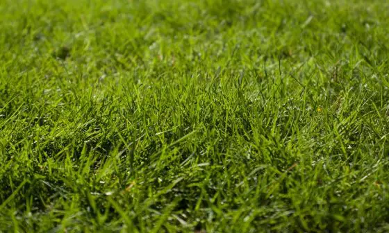 how to plant grass seed
