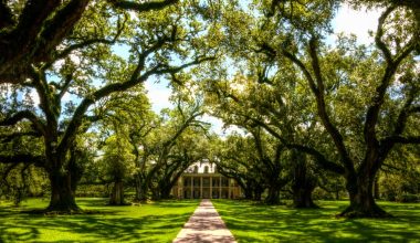 when to cut down oak wilt trees