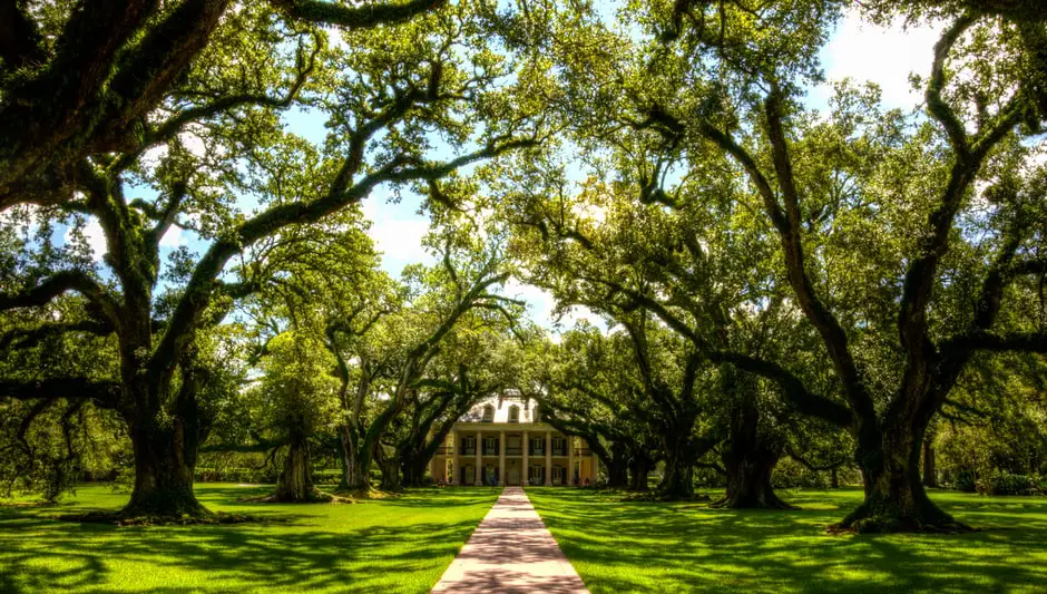 when to cut down oak wilt trees