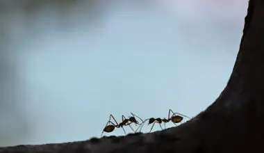 how to kill ants in garden soil