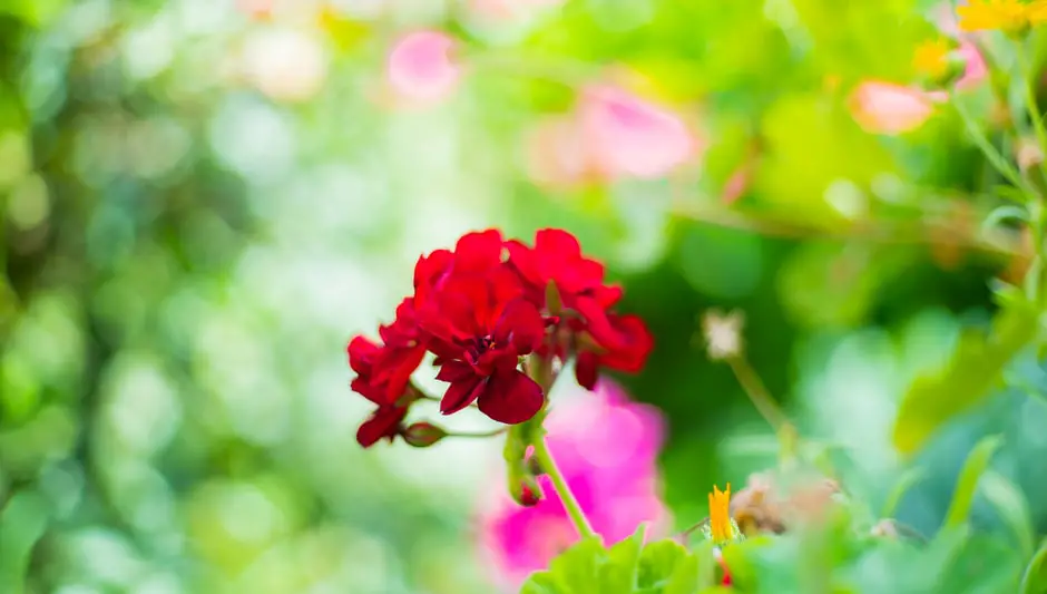 how to prune geraniums indoors