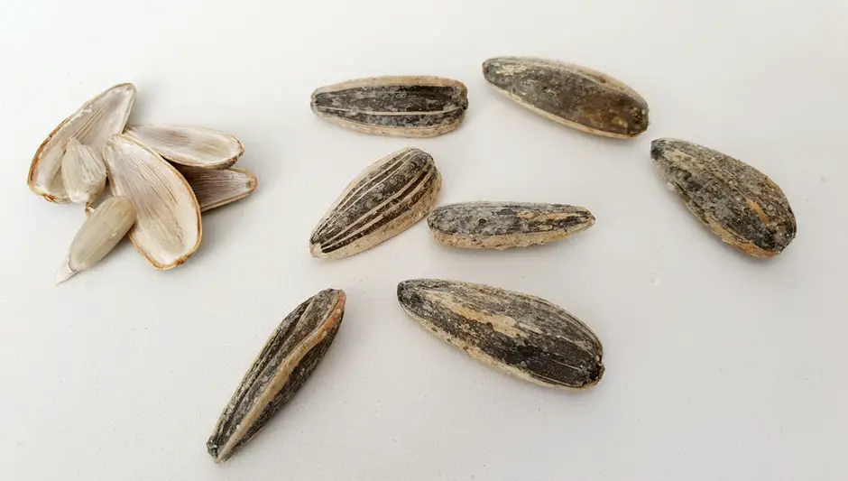 how to plant mammoth sunflower seeds