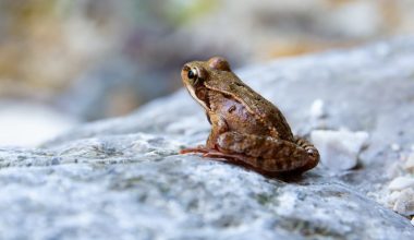 how long do tree frogs live