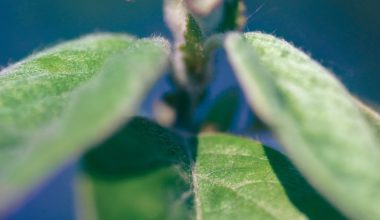 how to plant petunia seeds