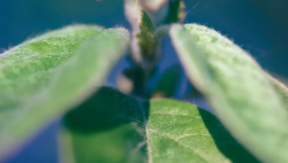 how to collect seeds from dahlia