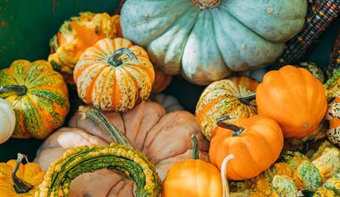 can i grow pumpkins indoors