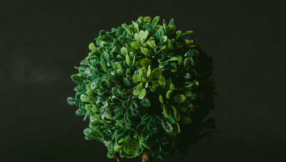 Do Plants Need Water To Grow Science Fair Project