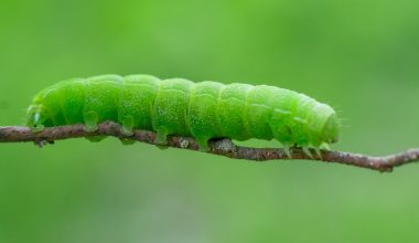 can any worms be used for composting