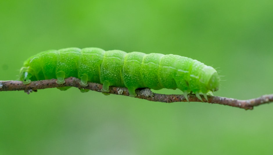 can any worms be used for composting