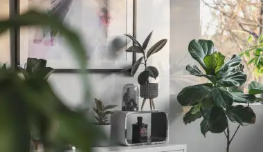 how to prune fiddle leaf fig