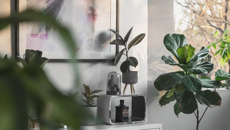 how to prune fiddle leaf fig