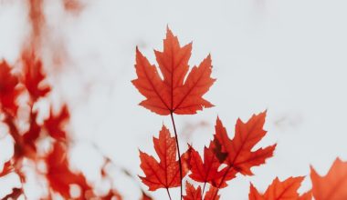 how tall do maple trees grow