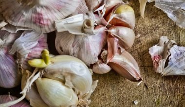 how to dry garlic after harvest