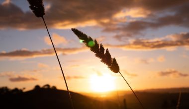 how to spread grass seed by hand