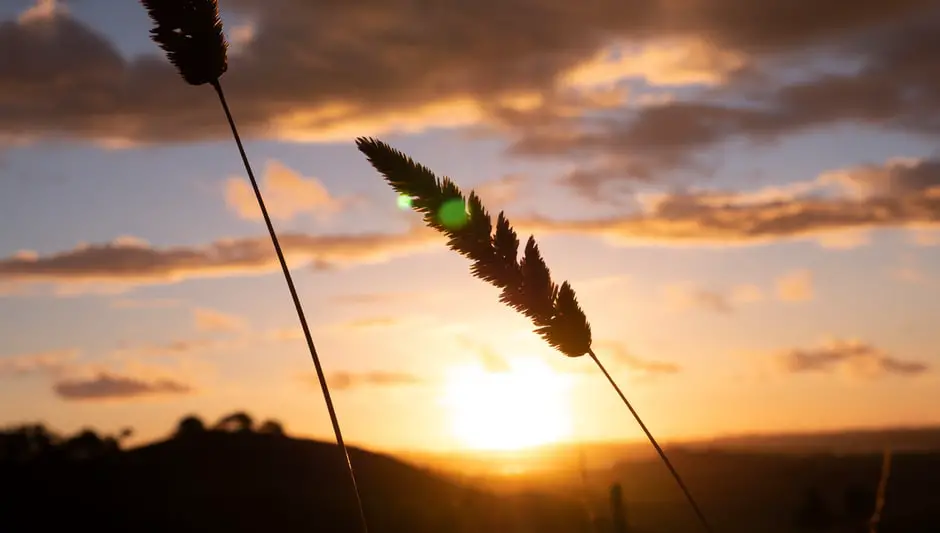 how to spread grass seed by hand