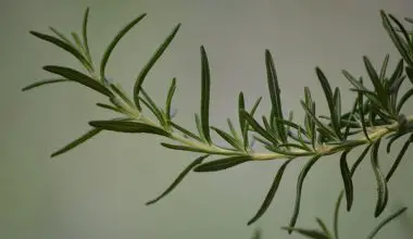 why should you keep rosemary by your garden gate