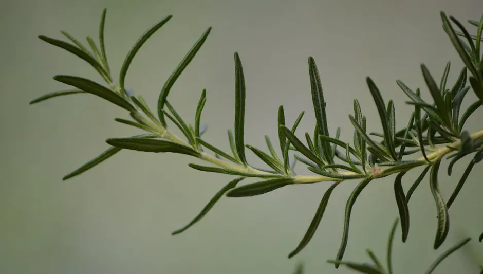 why should you keep rosemary by your garden gate