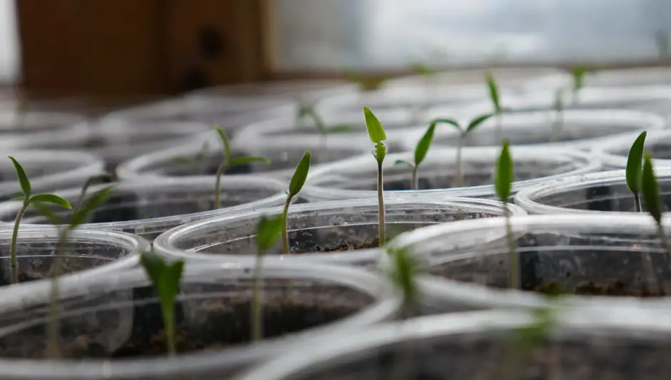 how to sow tomato seeds indoors