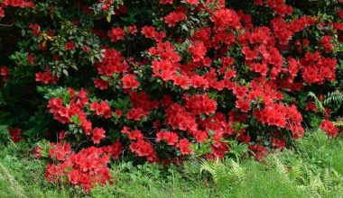 when is the best time to prune azaleas