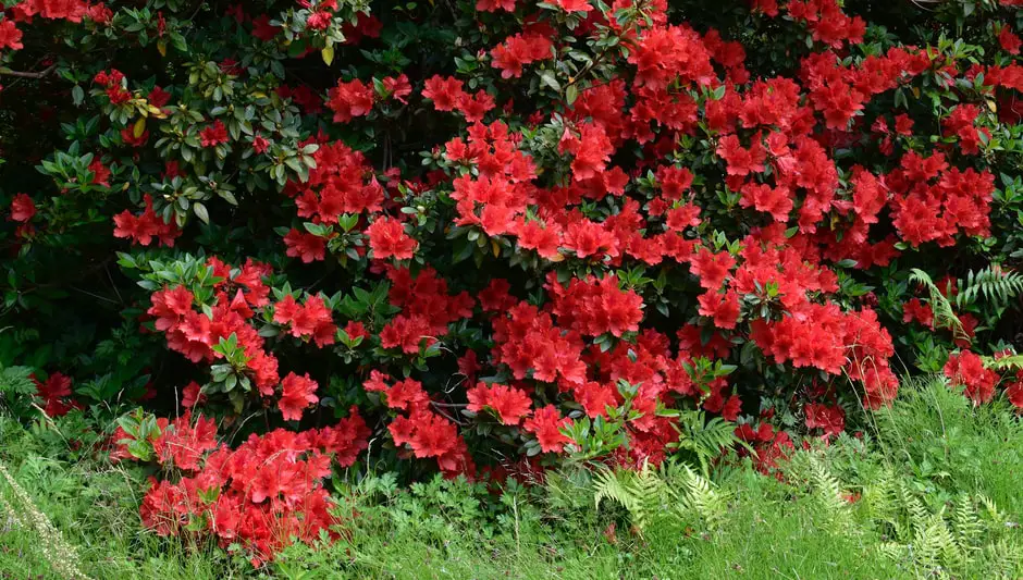 when is the best time to prune azaleas