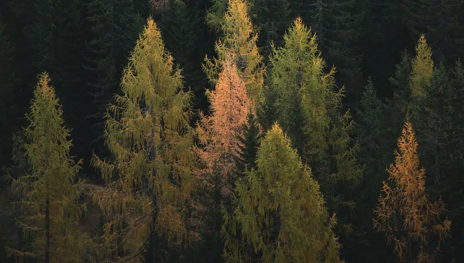 how to chop down a tree