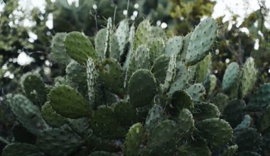 how to harvest nopales