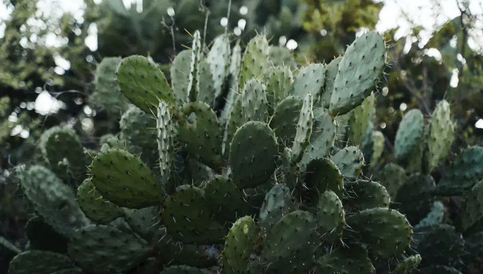 how to harvest nopales