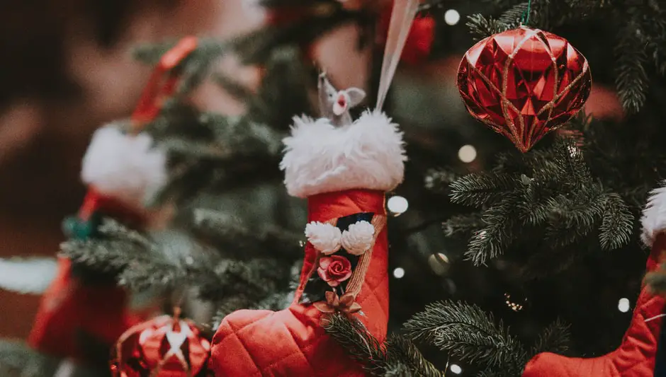 how big do christmas cactus get