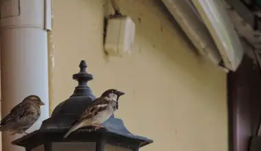 do house sparrows eat nyjer seed