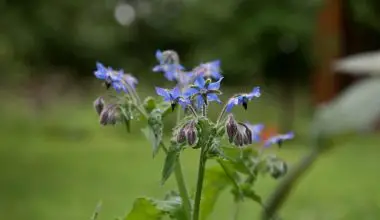 when to sow borage seeds uk