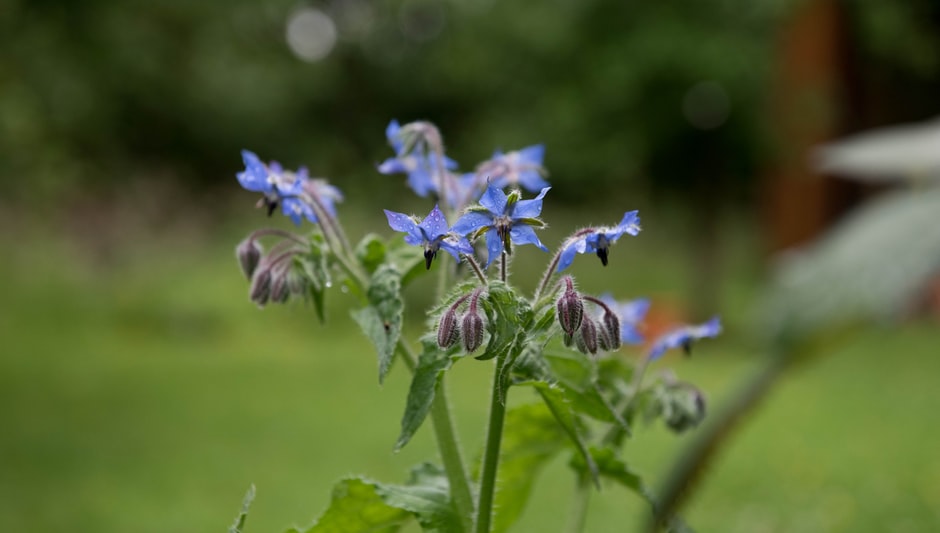 when to sow borage seeds uk