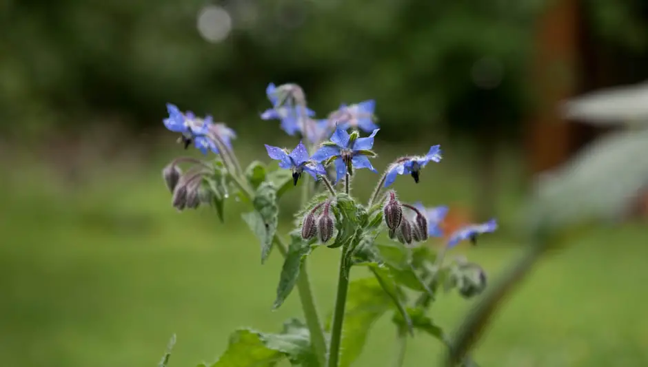 when to sow borage seeds uk