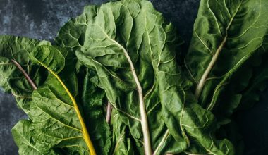 how to harvest rhubarb