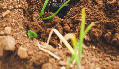 how to plant vegetables outside