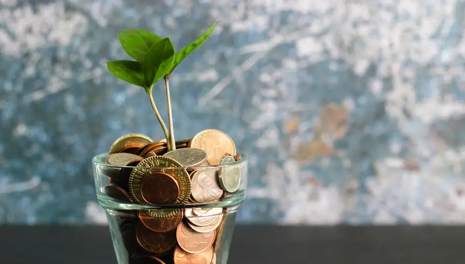 how to grow a money plant indoors