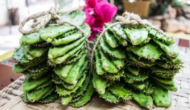 how to cook cactus leaves