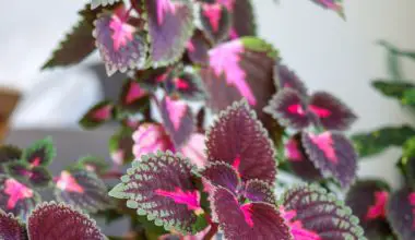 how to collect coleus seeds