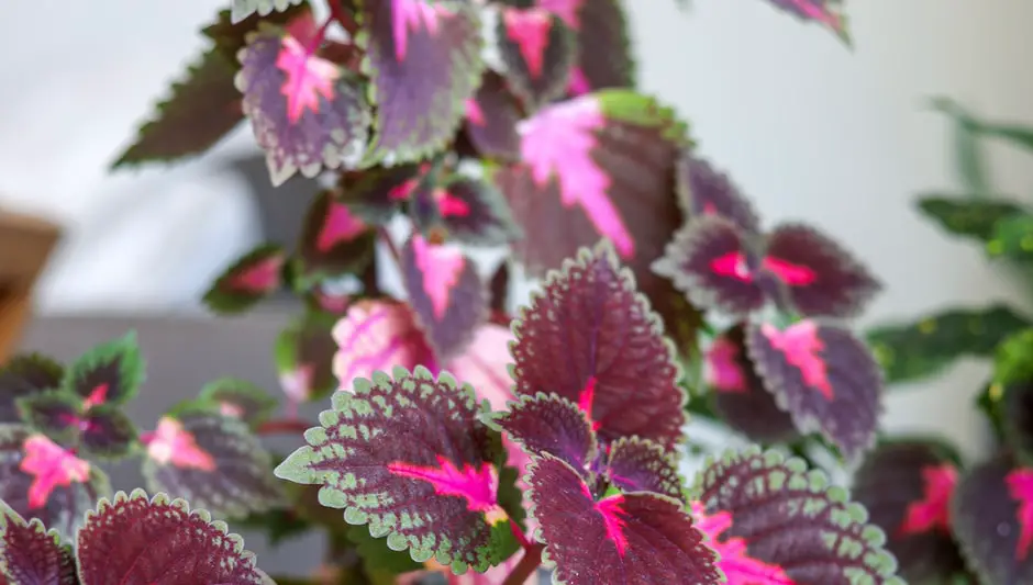 how to collect coleus seeds