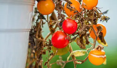how often to water and fertilize tomato plants