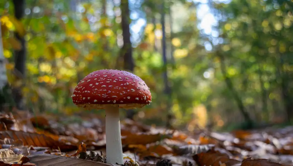 is mushroom compost good for tomatoes