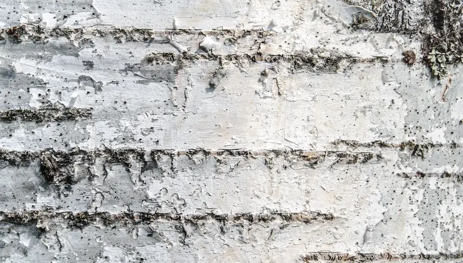 When To Prune Birch Trees? (Here's What People Don't Know)