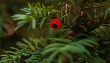 when to prune yews in ontario